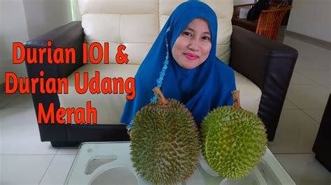 Warna daging buahnya cenderung orange kemerahan, sedangkan durian yang satu lagi warnanya sama seperti durian di indonesia. Review Durian IOI, Udang Merah Sedap 💗 Rozu Style - YouTube