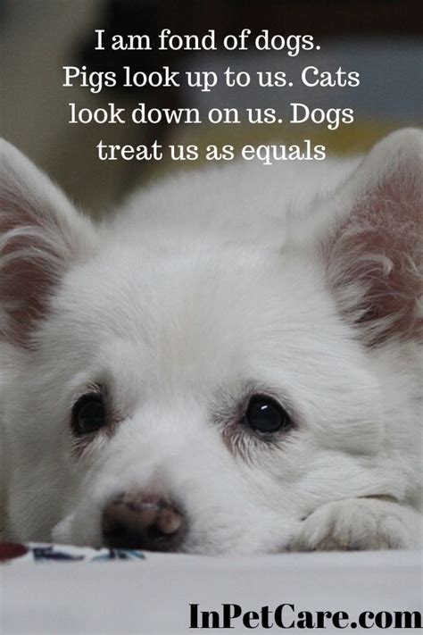 Looking after friendly dogs, cute cats, and other animals is. Cat Sitter Near Me Jobs - Pets Ideas