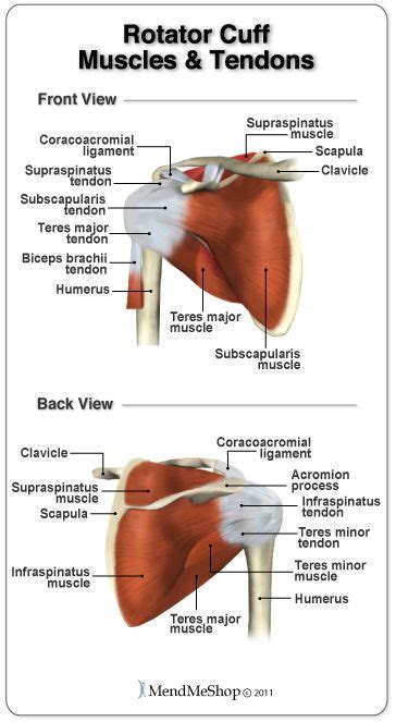 1866, in the meaning defined above. Muscles and tendons of the Rotator Cuff. #rotatorcuffanatomy | Supraspinatus muscle, Rotator ...