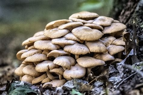 Mushroom Cluster Kwtracey Blipfoto