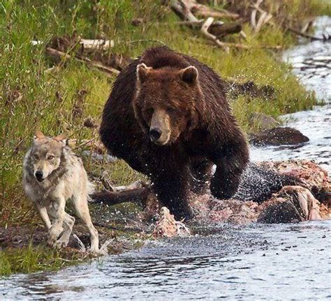 What Is The Relationship Between Grizzly Bears And Wolves In The Wild