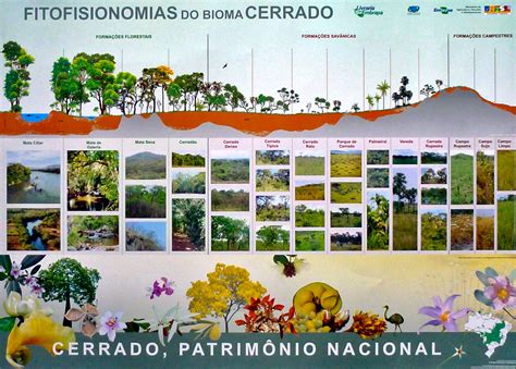 Fitofisionomias Do Bioma Cerrado
