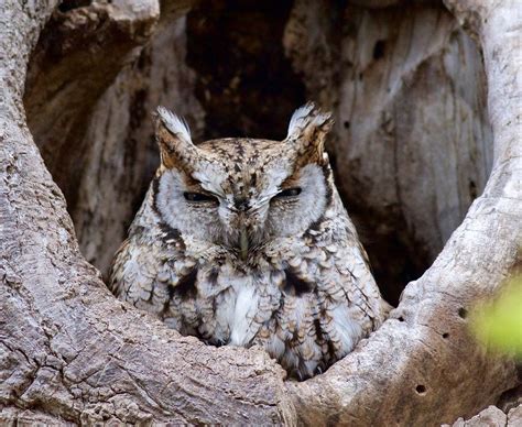 Eastern Screech Owl Meigs Point Nature Center