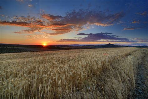 Windy Fields At Sunset Photograph By Guido Montanes Castillo