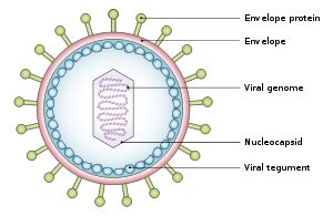 Mono is called the kissing disease because it. Viral tegument - Wikipedia