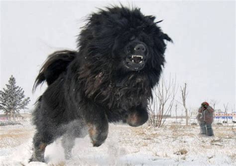 The russian bear dog goes by many names including caucasian shepherd dog, russian bear hunting dog, kaukasische schaferhund and more. Skeptophilia: Giant radioactive mutant dog attack!