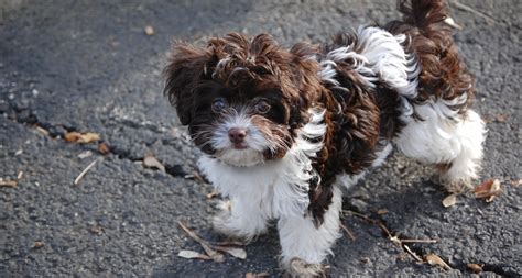 While these dogs have a thick, double coat, they almost don't shed. Small Dog Breeds. The Importance of Training Little Dogs