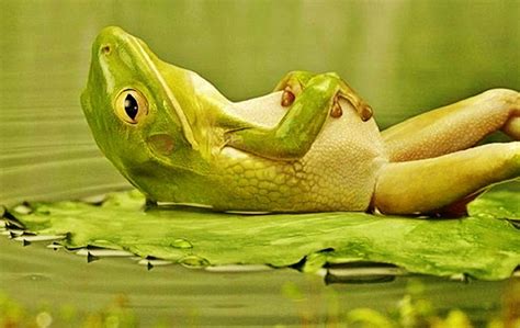 [76 ] Funny Frog Wallpaper