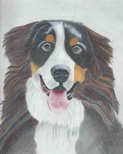 Colored Pencil Of Bernese Mountain Dog Bernese Mountain Dog Mountain