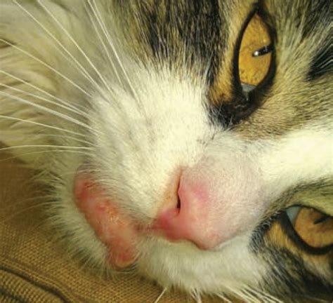 Mast Cell Tumors In Cats Clinical Update And Possible New Treatment
