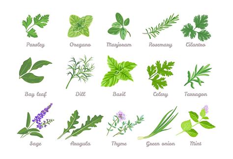 List Of Herbs And Spices Names For Kids With Pictures