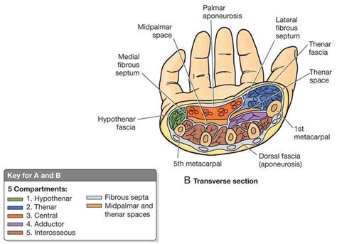 Hand Compartments Orientation Medical School Preparation Nursing