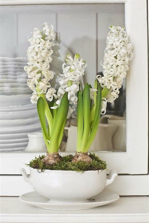 Sconto fiori profumati 2019 fiori bianchi fragranti in vendita su. I bulbi, piante invernali da fiore - La Figurina