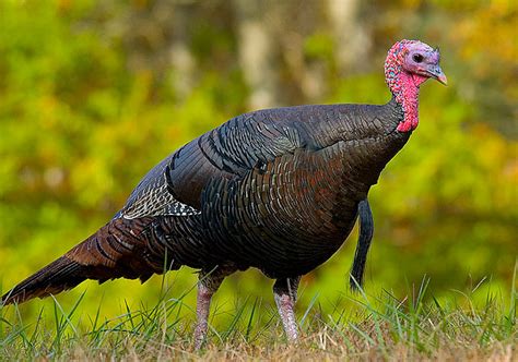 Mommy, hannah montana is in town and that nice looking man over there is selling pillowcases! Turkey (Meleagris) - Animals - A-Z Animals