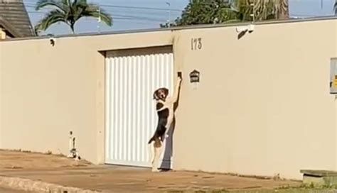 Un chien intelligent sonne à la porte comme un humain