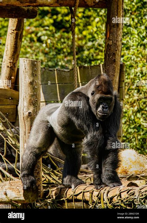 Silverback Gorilla At Paignton Zoo Devon Uk Stock Photo Alamy