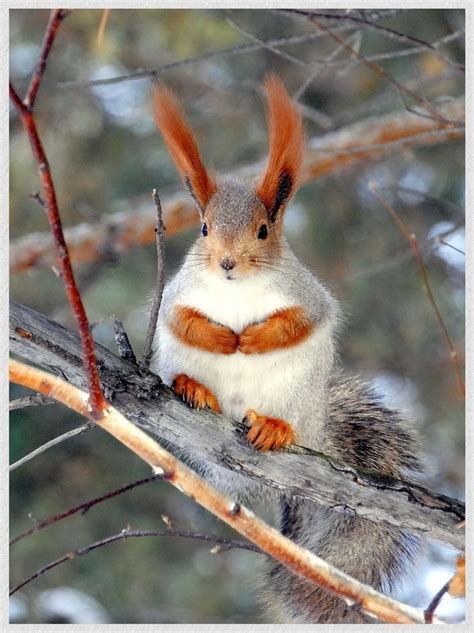 Aberts Squirrel Or Tassel Eared Squirrel Duskys Wonders Cute