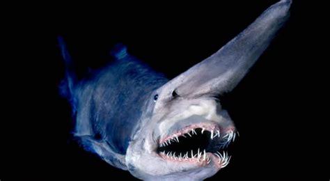 Shocking Photos Of Some Of The World's Most Bizarre Deep Sea Creatures