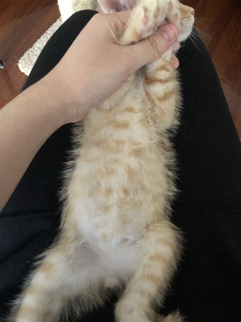 Does My Kitten Have A Bloated Belly Thecatsite
