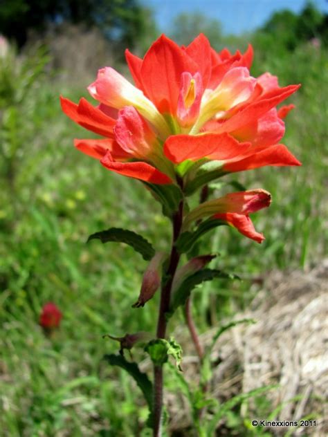 Kinexxions Oklahoma Wild Flowers