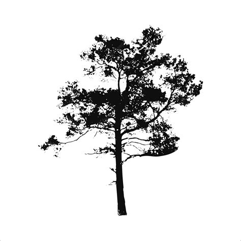 Premium Vector Black Pine Tree Silhouette Isolated On White Background
