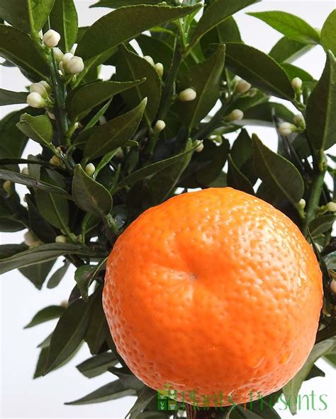 Send a 2ft Chinotto Tree as a plant gift - Quality Plants, Fast UK Delivery