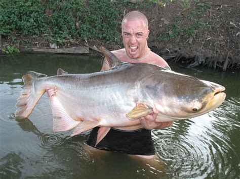 Thailand Catfish Kings Of The Mekong River In Fisherman