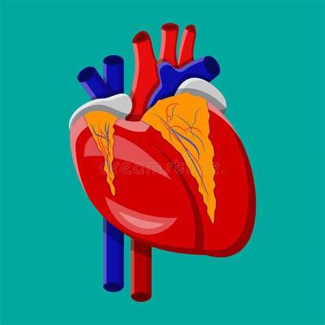Human Heart Internal Organ Stock Vector Illustration Of Background