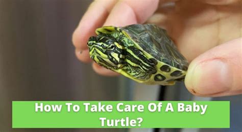 How To Take Care Of A Baby Turtle Turtleholic