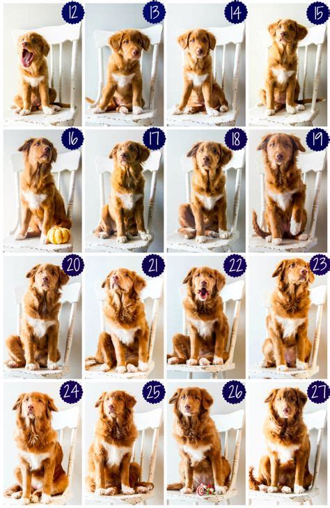 8 Best Puppy Growth Chart Ideas Puppies Cute Animals Puppy Photos