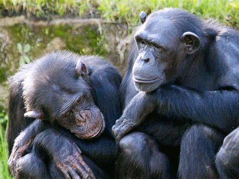 Strictly Chimps Dancing Apes Like To Move To Music Researchers Find