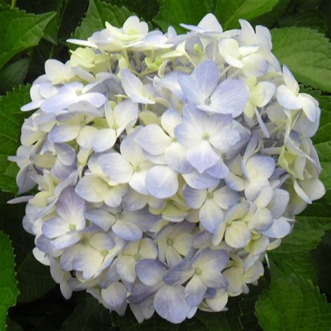 Light Blue Fresh Hydrangeas Weddings Birthdays Ts Decoration