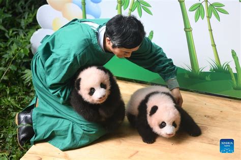 Panda Twins Meet Public At Chongqing Zoo Xinhua