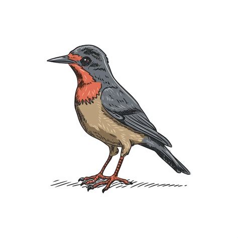 Premium Vector Bird Vector Illustration