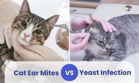 Dog Ear Mites Vs Yeast Infection