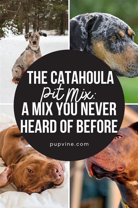 The Catahoula Pit Mix A Mix You Never Heard Of Before Artofit