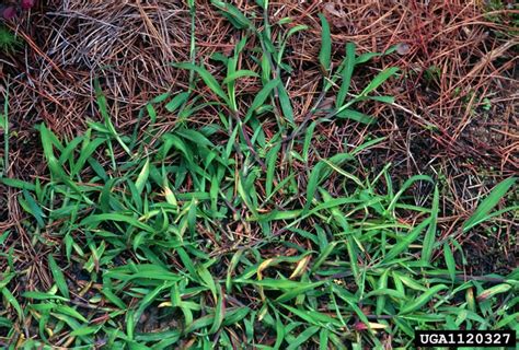Southern Crabgrass Digitaria Ciliaris Cyperales Poaceae 1120327