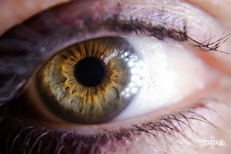 Multi Coloured Eye Multi Color Eye Iris With Many Colors Central Heterochromia Green Eye