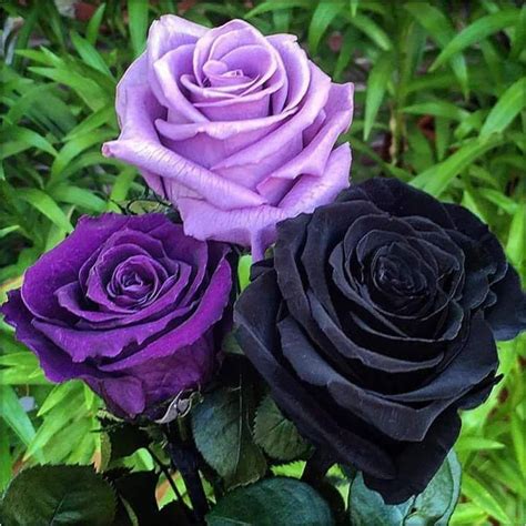 Rose Rare Beautiful Flowers