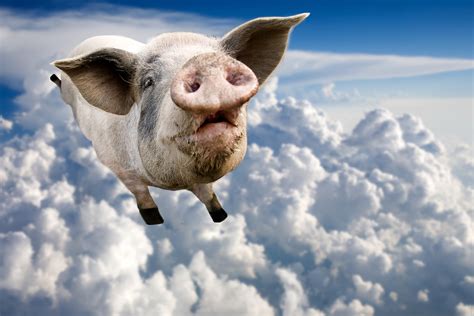 That Time A Flying Pig Grounded Every Plane At Londons Heathrow Airport