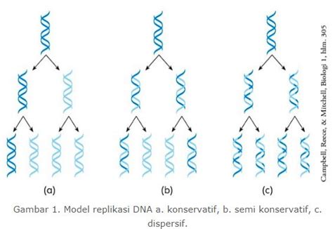 Jelaskan Perbedaan Teori Replikasi DNA Konservatif Semi Konservatif