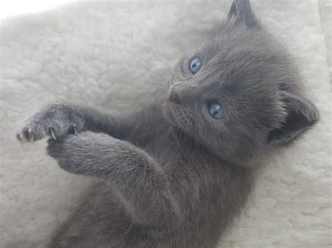 Beautiful Russian Blue Kittens Now 4 Sale