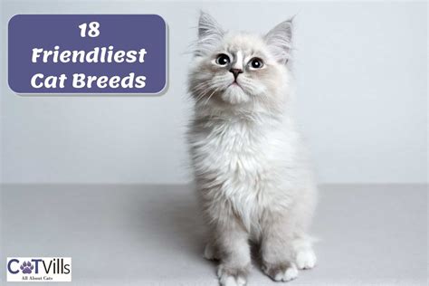 18 Most Affectionate Cat Breeds Get Ready For Cuddles