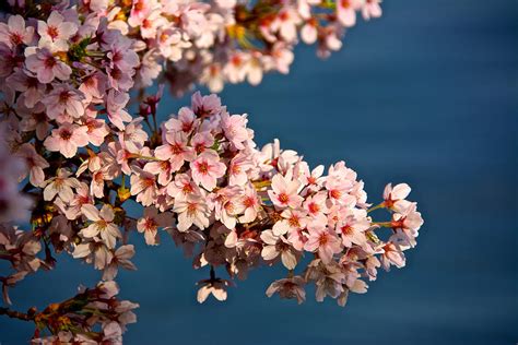 Cherry Blossoms On The Basin Photograph By Kathi Isserman Fine Art