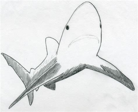 Draw Shark Basic Tutorial