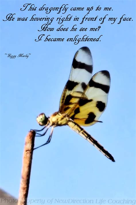 Dragonfly Feel Good Pictures Life Life Coach