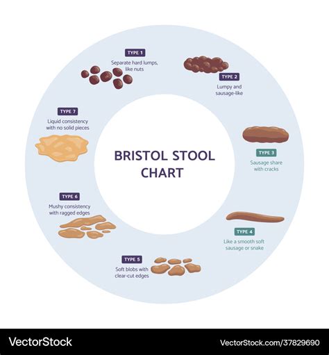 Bristol Stool Chart Infographic Flat Royalty Free Vector