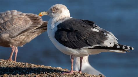 Slaty Backed Gull Audubon Field Guide