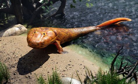 Fossil Fish From Tiktaaliks Time Chose Life In The Water
