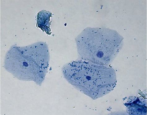 We zoom in on an individual cell at 28:00 we look at the cheek cells. Cell Theory part 2. - Biology 10 with Miller at Breck High ...